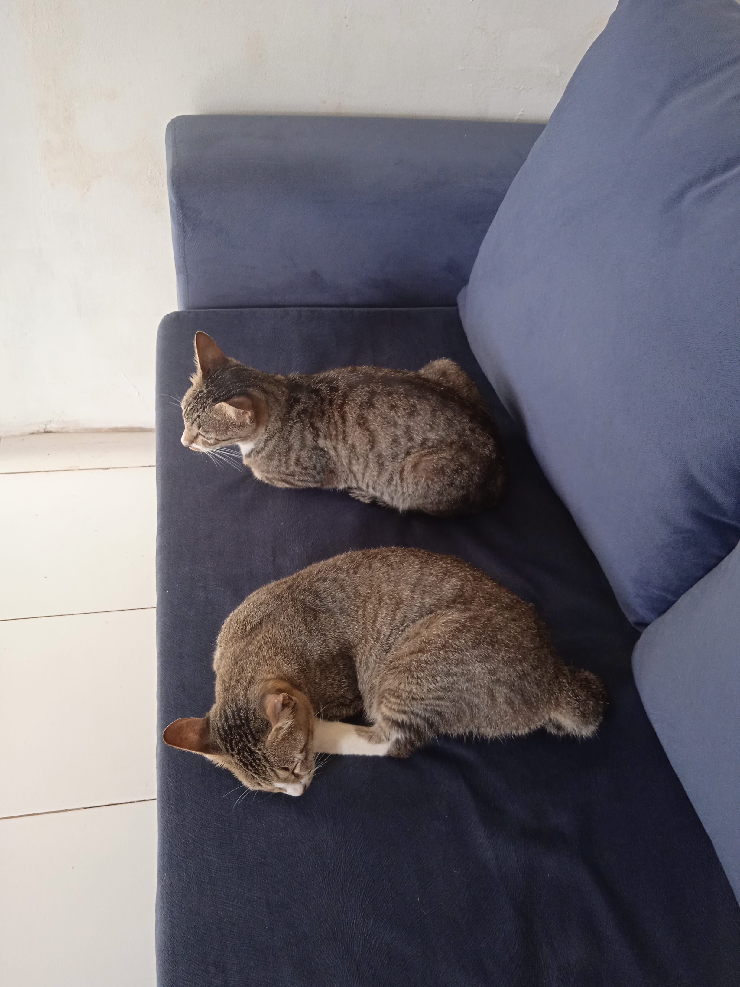 Dua kucing  sedang tidur di sofa 